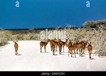 Springbok au parc national d'Etosha en Namibie Banque D'Images