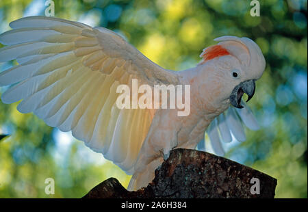 COCKATOO mâle (Cacatua moluccensis) à CRÊTE DE SAUMON ou Molucan, avec des ailes étirées. Comportement démonstratif et excité. Banque D'Images