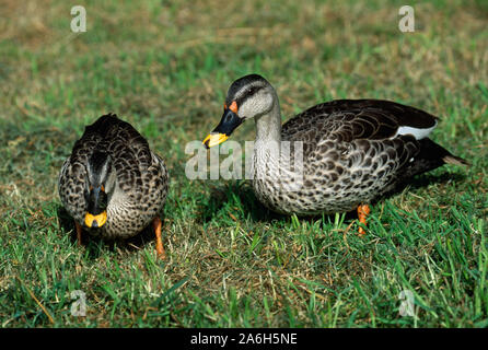 Paire DE CANARDS INDIENS SPOTBILL (Anas platyrhynchos poecilorhyncha). Drake sur la droite. Recherche de nourriture sur terre. Banque D'Images