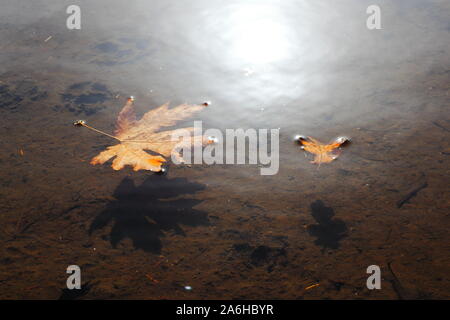 Deux feuilles d'érable dorées flottant dans l'eau encore avec d'ombre et de la lumière du soleil reflétant sur l'eau Banque D'Images