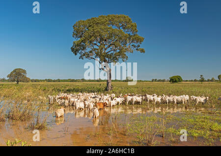 Le pâturage du bétail dans les zones humides du Pantanal au Brésil Banque D'Images