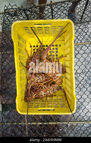Saison de pêche au homard, langouste fraîchement pêché des Caraïbes pendant la saison régulière pour l'exploitation du homard LOS ROQUES AU VENEZUELA. Banque D'Images