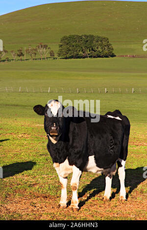 Ballarat Australie / Dairy Cows grazing on ferme près de Ballarat Victoria en Australie. Banque D'Images