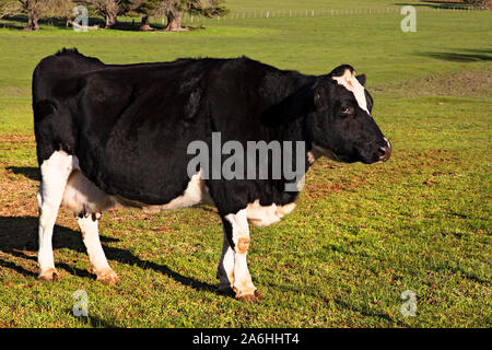 Ballarat Australie / vache laitière pâture sur ferme près de Ballarat Victoria en Australie. Banque D'Images