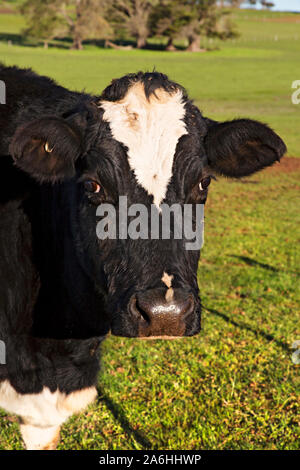 Ballarat Australie / vache laitière pâture sur ferme près de Ballarat Victoria en Australie. Banque D'Images