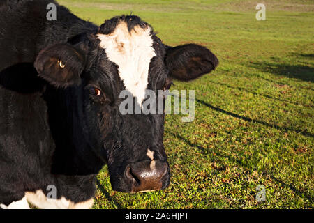 Ballarat Australie / le pâturage des vaches laitières sur une ferme près de Ballarat Victoria en Australie. Banque D'Images