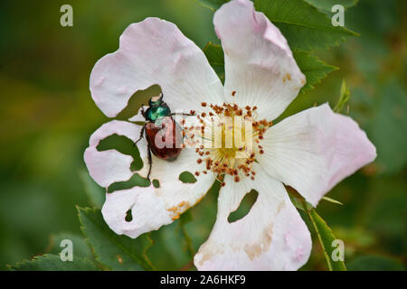 Les insectes sur wild rose blanc Banque D'Images