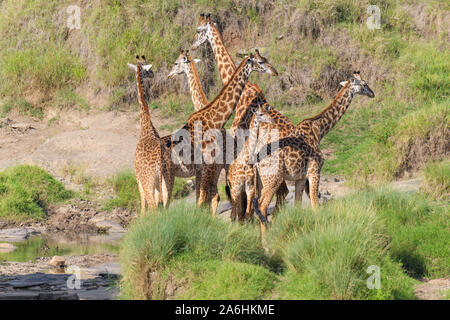 Girafe de Masai, Giraffa camelopardalis, groupe d'animaux, Masai Mara National Reserve, Kenya, Africa Banque D'Images