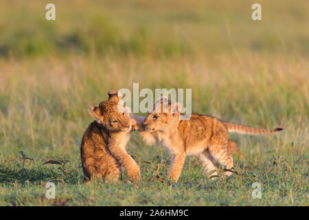 L'African Lion, Panthera leo, deux cub jouant, Masai Mara National Reserve, Kenya, Africa Banque D'Images