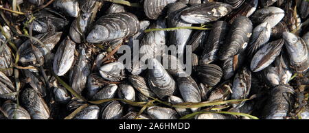 Moules sur la plage de la mer Baltique Banque D'Images