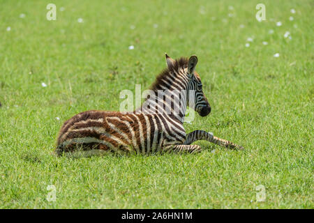 Zebra, Equus quagga, jeunes, Masai Mara National Reserve, Kenya, Africa Banque D'Images