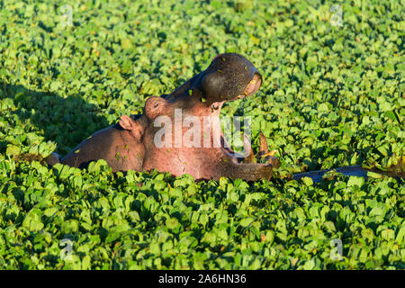 Hippopotame, Hippopotamus amphibus, dans l'étang recouvert d'eau, laitue, Masai Mara National Reserve, Kenya, Africa Banque D'Images