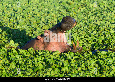 Hippopotame, Hippopotamus amphibus, dans l'étang recouvert d'eau, laitue, Masai Mara National Reserve, Kenya, Africa Banque D'Images