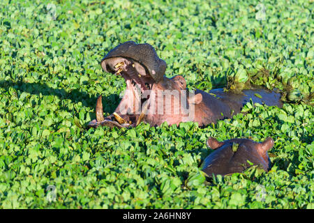 Hippopotame, Hippopotamus amphibus, dans l'étang recouvert d'eau, laitue, Masai Mara National Reserve, Kenya, Africa Banque D'Images