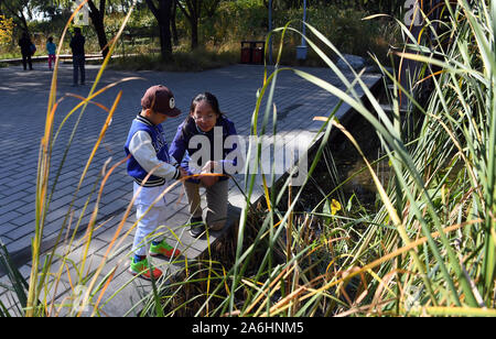 (191027) -- BEIJING, 27 octobre, 2019 (Xinhua) -- un membre du personnel de Shanshui Conservation Centre tutors un enfant au cours d'une observation de la nature festival à Beijing, capitale de la Chine, le 26 octobre 2019. Le coup d'envoi du festival d'observation de la nature à Beijing Haidian Park le samedi. Environ 16 équipes participantes choisissent les sites d'observation à Beijing, et noter l'information sur les espèces de la flore et de la faune afin de fournir des données qui pourraient être utilisées pour la recherche sur la biodiversité et la protection. Le festival comprend aussi d'autres activités visant à améliorer la sensibilisation des résidents de la protection écologique. (Xinhua/Tao Xiy Banque D'Images