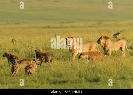 L'African Lion, Panthera leo, homme et de l'hyène tachetée, Crocuta crocuta, à Savannah, Masai Mara National Reserve, Kenya, Africa Banque D'Images