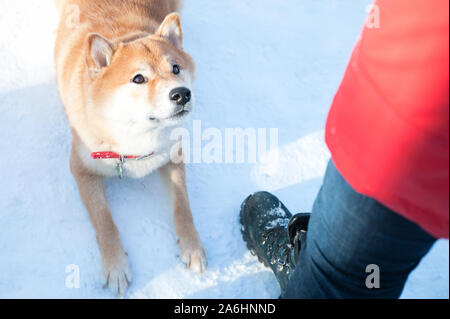 Chien de la race Shiba Inu s'assit pour un saut dans le contexte d'une forêt d'hiver. Banque D'Images