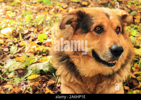 Gros plan du chien se trouve sur les feuilles dans la forêt d'automne Banque D'Images