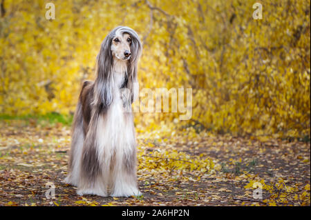 Magnifique chien, lévrier afghan, portrait en pied, dans le contexte de la forêt d'automne, de l'espace pour le texte Banque D'Images