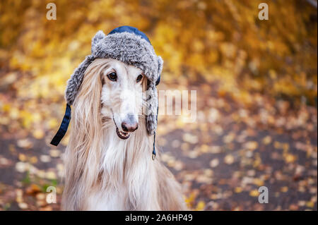 Chien, lévrier afghan dans un drôle de chapeau de fourrure, dans le contexte de la forêt d'automne. Concept de vêtements pour animaux, mode pour chiens Banque D'Images