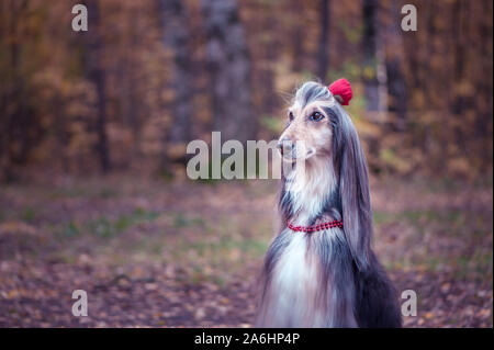 Chien, lévrier afghan avec une fleur dans les cheveux et des perles, est élégant et à la mode. Concept de mode chien Banque D'Images