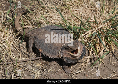 Dragon barbu (Pogona vitticeps) lézard dans la Barossa Valley en Australie Banque D'Images