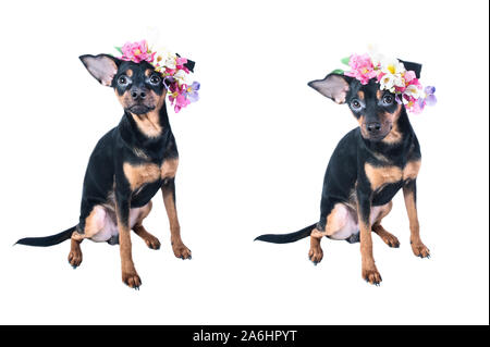 Toy Terrier dans une guirlande de fleurs Banque D'Images