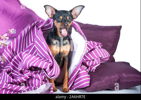 Chiot endormi au lit enveloppé dans une couverture. Le concept de 'bonjour'. Chiot du lit le matin. Toy Terrier Banque D'Images