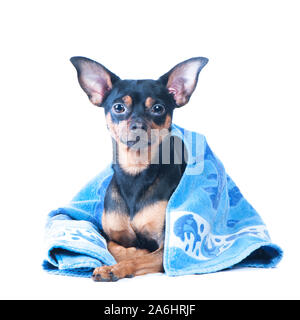 Chien dans une baignoire , isolés. , Isolés. Joli portrait de chien de près. Concept de l'adoption de procédures spa Banque D'Images