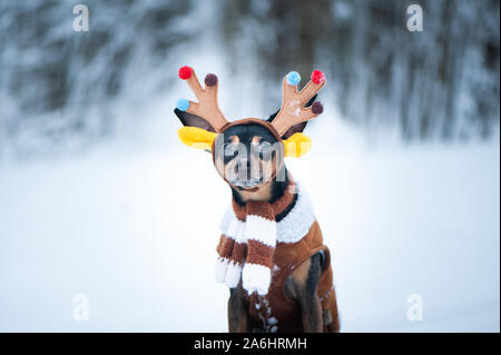 Les chiens en costume de cerfs, hiver, humeur de chien cerf fantastique Banque D'Images