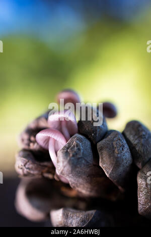 Peu de champignons sur cône de pin. Banque D'Images