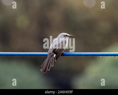 Un Japonais brown-eared bulbul, Hypsipetes amaurotis, est perché sur une ligne de l'utilitaire près de Tokyo, au Japon. Banque D'Images