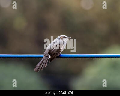 Un Japonais brown-eared bulbul, Hypsipetes amaurotis, est perché sur une ligne de l'utilitaire près de Tokyo, au Japon. Banque D'Images