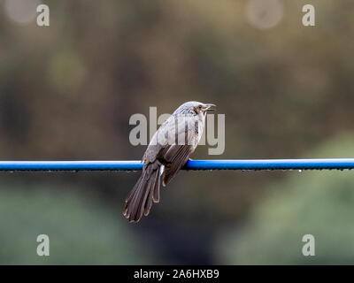 Un Japonais brown-eared bulbul, Hypsipetes amaurotis, est perché sur une ligne de l'utilitaire près de Tokyo, au Japon. Banque D'Images