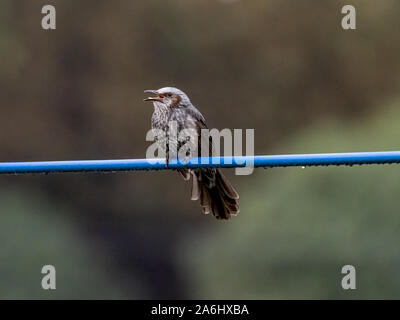 Un Japonais brown-eared bulbul, Hypsipetes amaurotis, est perché sur une ligne de l'utilitaire près de Tokyo, au Japon. Banque D'Images
