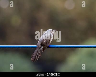 Un Japonais brown-eared bulbul, Hypsipetes amaurotis, est perché sur une ligne de l'utilitaire près de Tokyo, au Japon. Banque D'Images