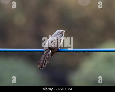 Un Japonais brown-eared bulbul, Hypsipetes amaurotis, est perché sur une ligne de l'utilitaire près de Tokyo, au Japon. Banque D'Images