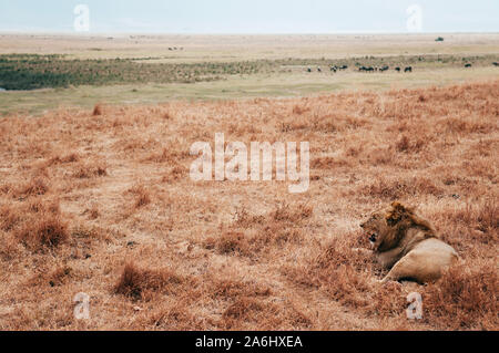 Magnifique lion mâle adulte se situent sur golden grass field dans la Ngorongoro consevation, région des savanes du Serengeti en Tanzanie des forêts - African Safari wildlife wat Banque D'Images