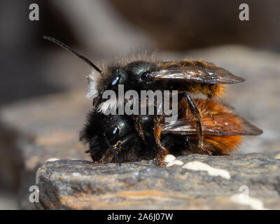 La période de reproduction de l'abeille maçonne au printemps Banque D'Images