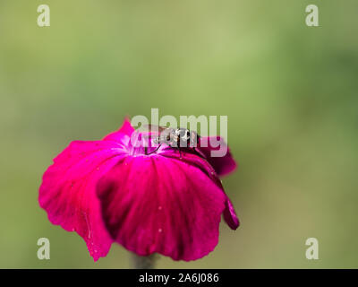 Hoverfly sur une fleur rose rose campion Banque D'Images