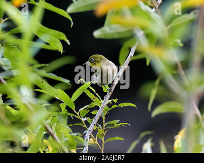 Un gazouillis japonais white-eye, Zosterops japonicus, perches dans le feuillage des arbres dans une réserve forestière de japonais. Banque D'Images