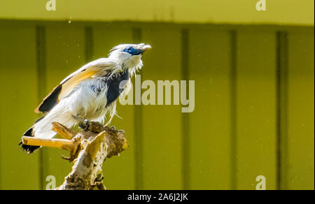 Closeup portrait of a bali starling, myna oiseaux espèce en danger critique d'Indonésie Banque D'Images