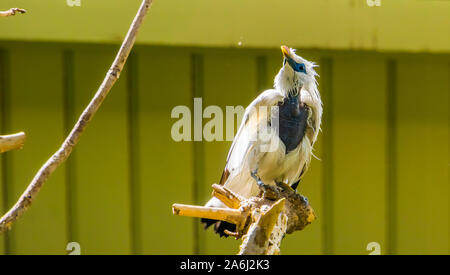 Portrait d'un mynah bali starling, pure White Bird, gravement menacée d'espèce animale d'Indonésie Banque D'Images