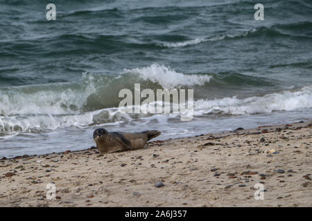 Bébé phoque est considérée au repos sur la côte de la mer du Nord plage près de Skagens Grenen à Skagen, Danemark, le 28 juillet 2019 © Michal Fludra / Alamy Live News Banque D'Images