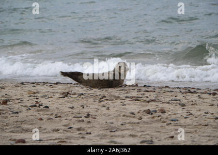 Bébé phoque est considérée au repos sur la côte de la mer du Nord plage près de Skagens Grenen à Skagen, Danemark, le 28 juillet 2019 © Michal Fludra / Alamy Live News Banque D'Images