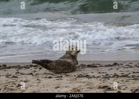 Bébé phoque est considérée au repos sur la côte de la mer du Nord plage près de Skagens Grenen à Skagen, Danemark, le 28 juillet 2019 © Michal Fludra / Alamy Live News Banque D'Images