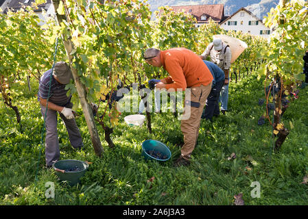 Maienfeld, GR / Suisse - 23 octobre, 2019 : vue détaillée de la collecte de leurs agriculteurs vin cabernet sauvignon qu'ils récoltent leur vignoble Banque D'Images