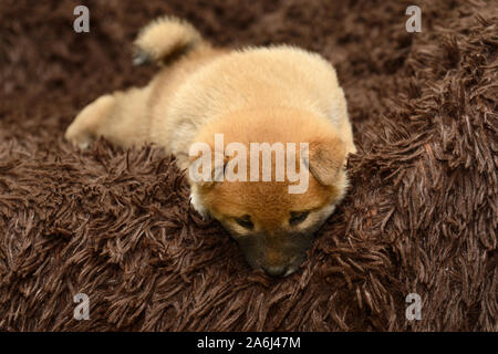 Shiba Inu chiot sur fond brun Banque D'Images