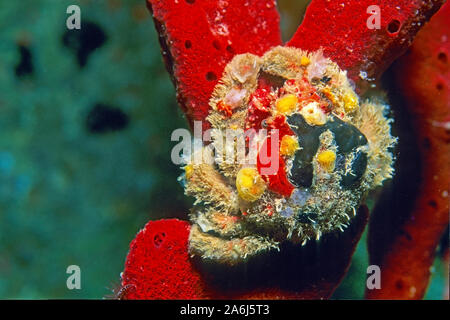 Teardrop cryptiques (crabe Pelia mutica) sur une éponge rouge, Bonaire, Antilles néerlandaises, Antilles néerlandaises Banque D'Images