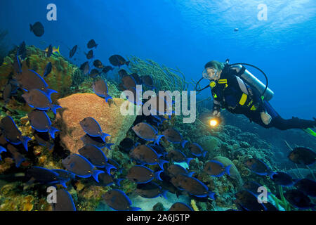 Montres de plongée Blue Tang (Acanthurus coeruleus), l'alimentation de type de coraux, des récifs coralliens des Caraïbes, Bonaire, Antilles néerlandaises Banque D'Images